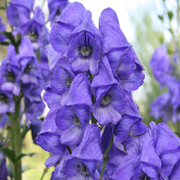 Monkshood
