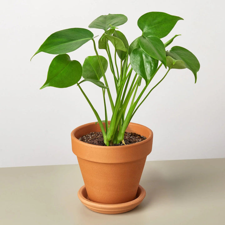 Philodendron Plant Seeds for Planting, 100