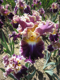 Montmartre Bearded Iris Seeds