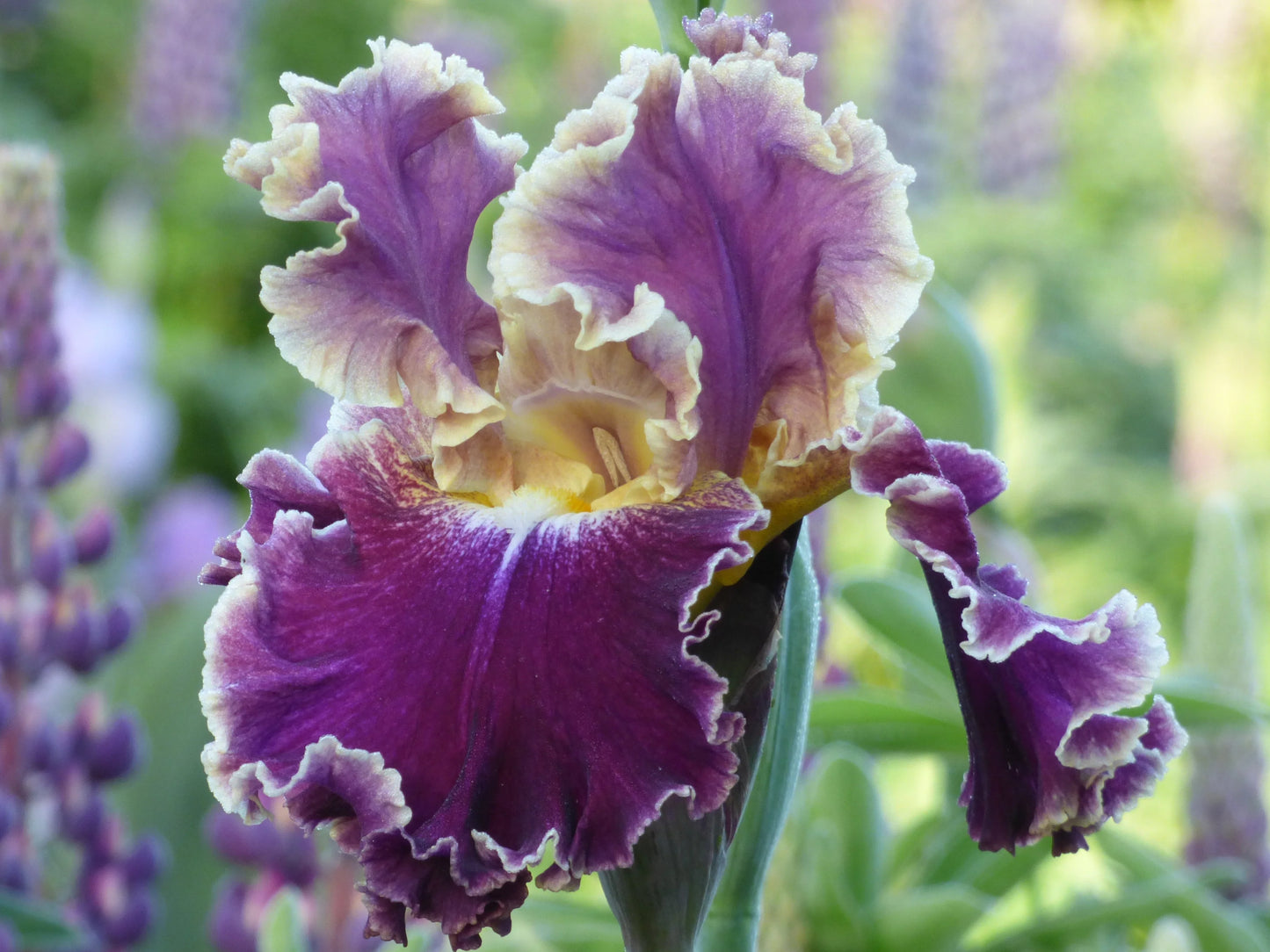 Montmartre Bearded Iris Seeds