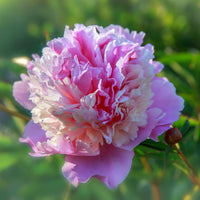 Mister Ed Peony