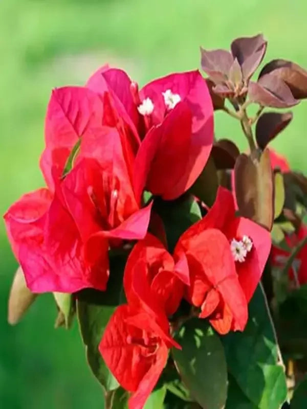Mrs. Butt Bougainvillea Flower Seeds for Planting – Heirloom and Non-GMO Garden Seeds