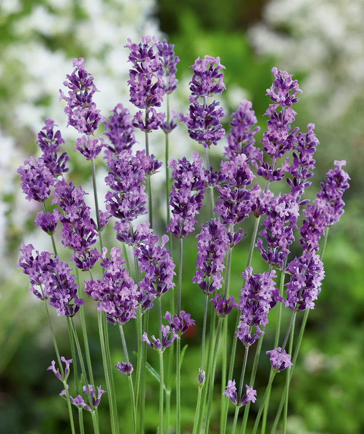 Lavender Munstead Flower Seeds for Planting ,Heirloom Seeds