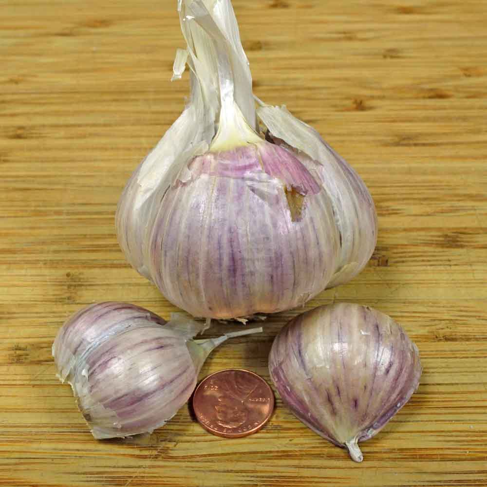 Music – Organic Garlic Bulbs