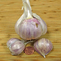 Music – Organic Garlic Bulbs