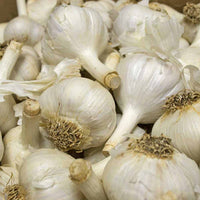 Music – Organic Garlic Bulbs