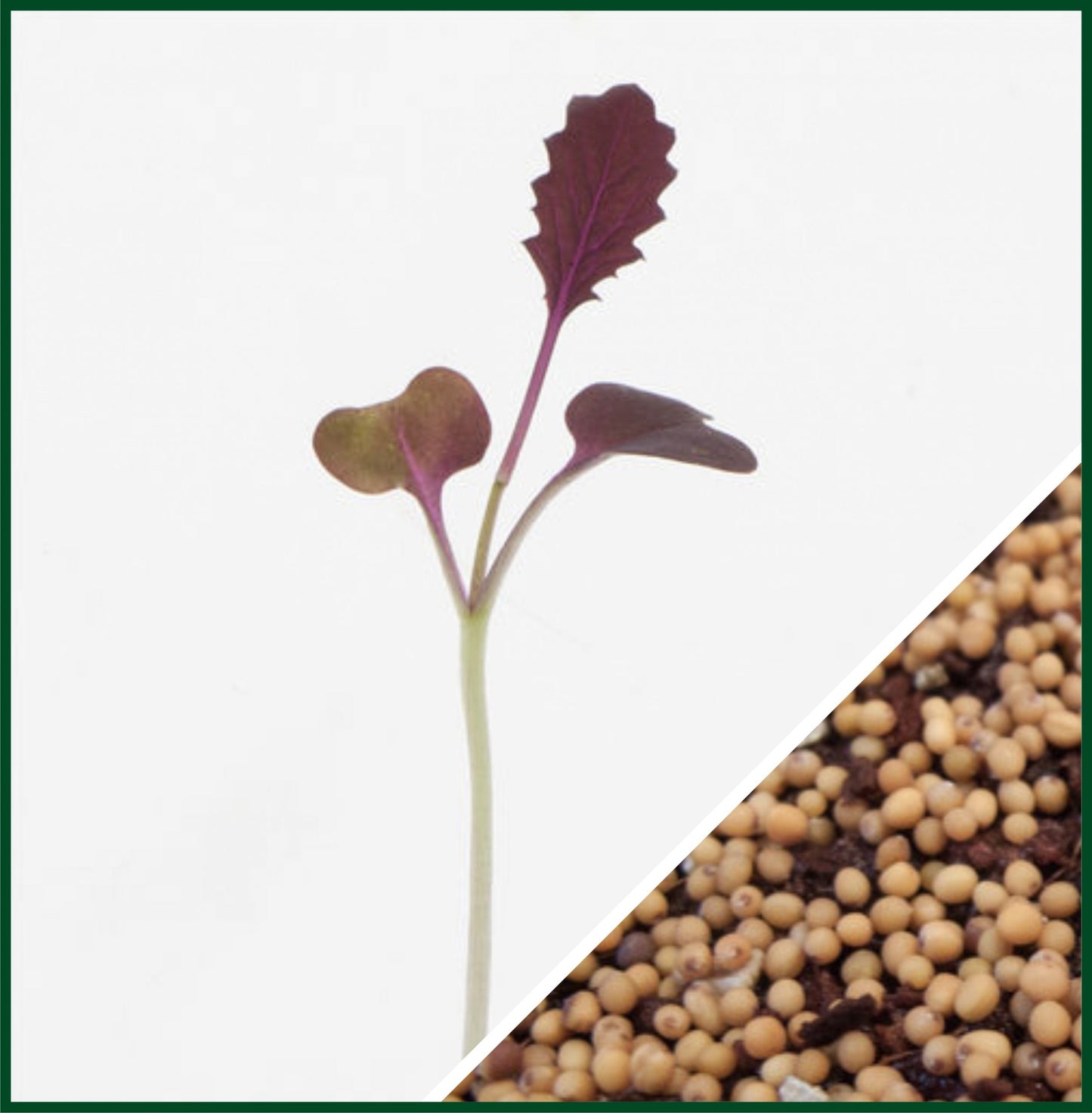 Mustard, Barbarossa – Microgreen Seed