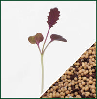 Mustard, Barbarossa – Microgreen Seed