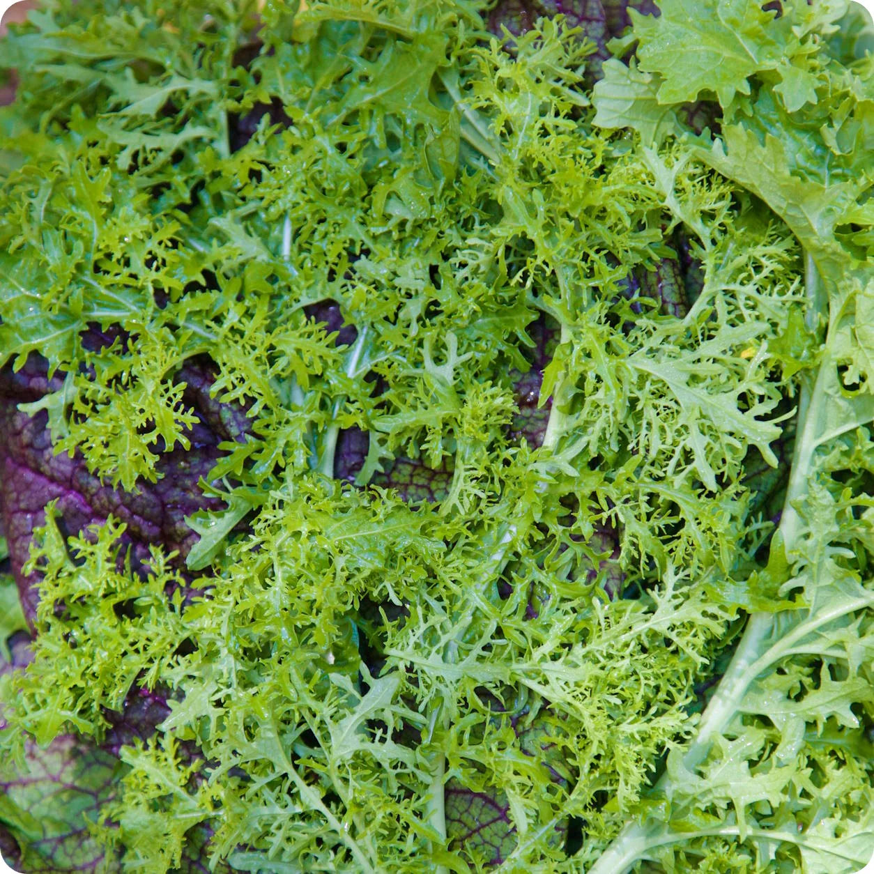 Mustard, Golden Frills – Microgreen Seed
