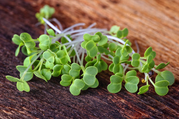 Mustard, Wasabina – Microgreen Seed