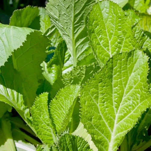 Mustard Florida Broadleaf Vegetable Seeds