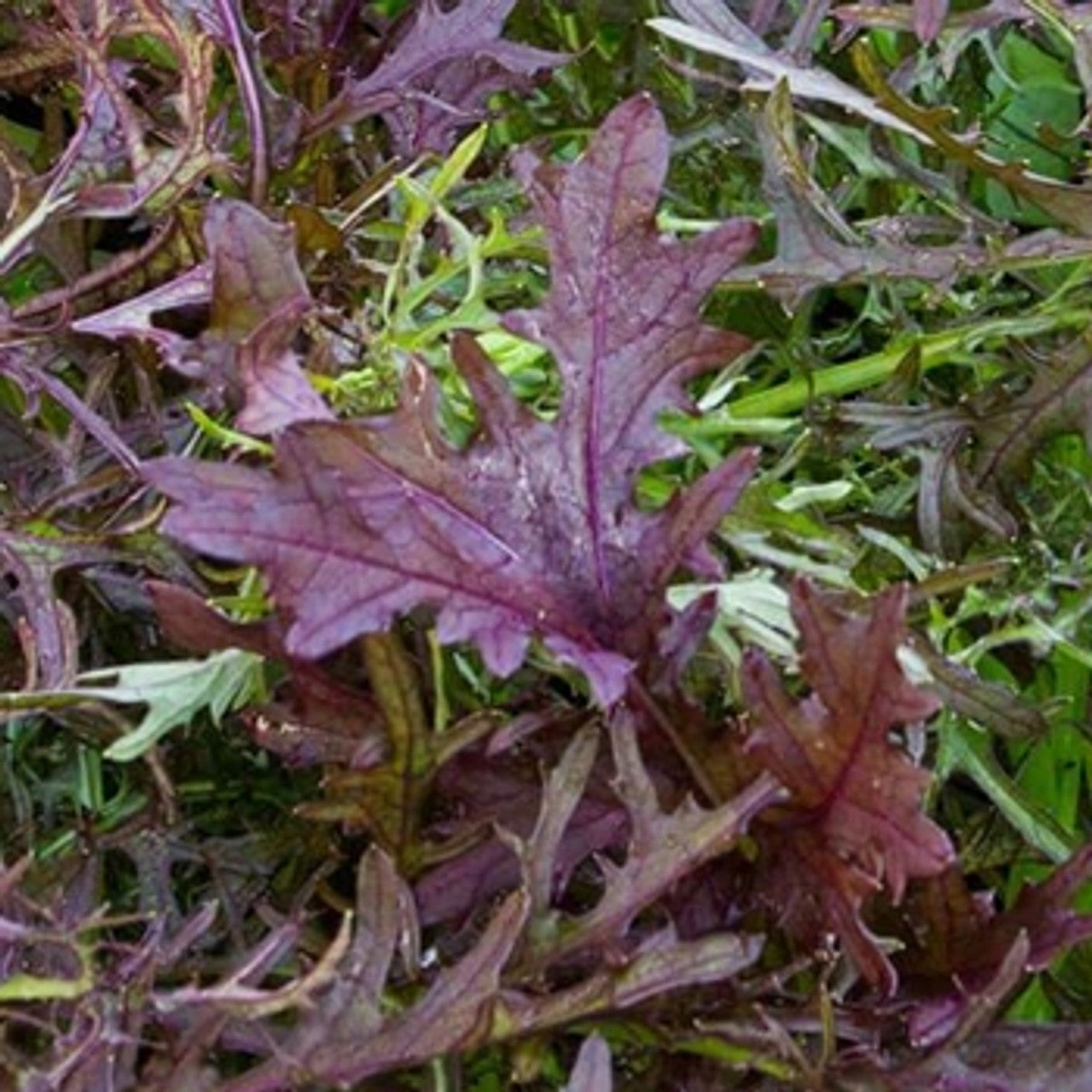 Ruby Streaks – Mustard Green Seed