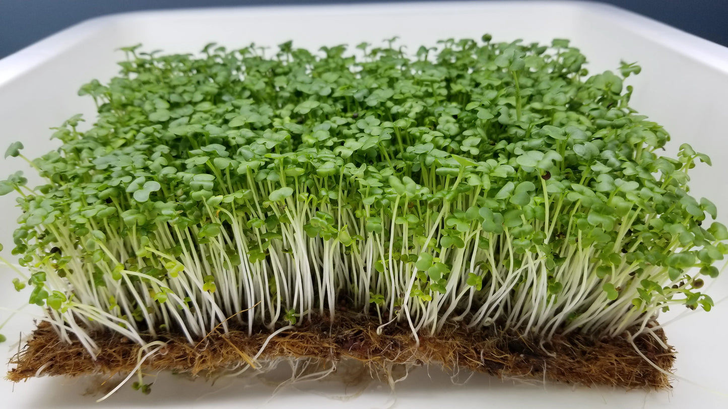 Mustard, Golden Frills – Organic Microgreen Seed