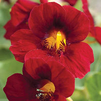 Nasturtium- Tom Thumb Black Velvet
