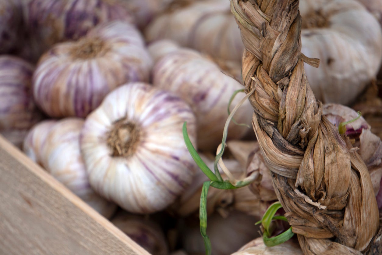 Garlic- Italian Purple ()