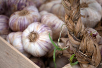 Garlic- Italian Purple ()