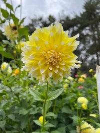 Grand Prix Dahlia