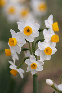 Narcissus Flower Seeds for Planting, Heirloom, Non-GMO, 100
