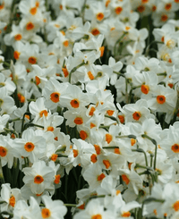 Narcissus Flower Seeds for Planting, Heirloom, Non-GMO, 100