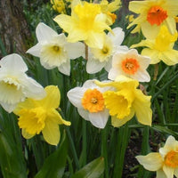 Daffodils for Naturalizing Mixture Seeds