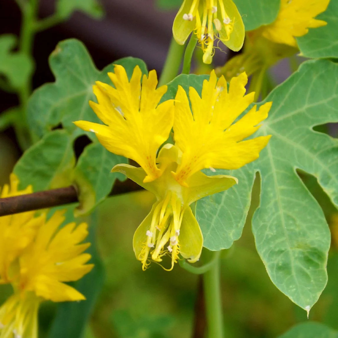 Canary Creeper Nasturtium