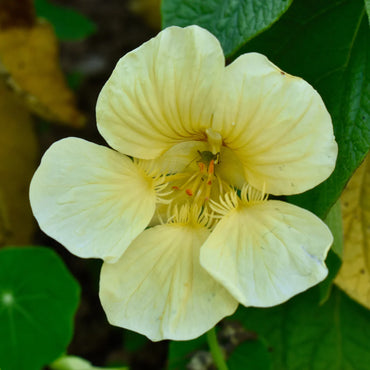 Nasturtium- Yeti Cream