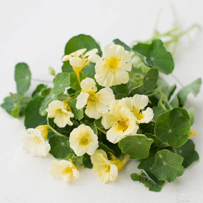 Nasturtium- Yeti Cream