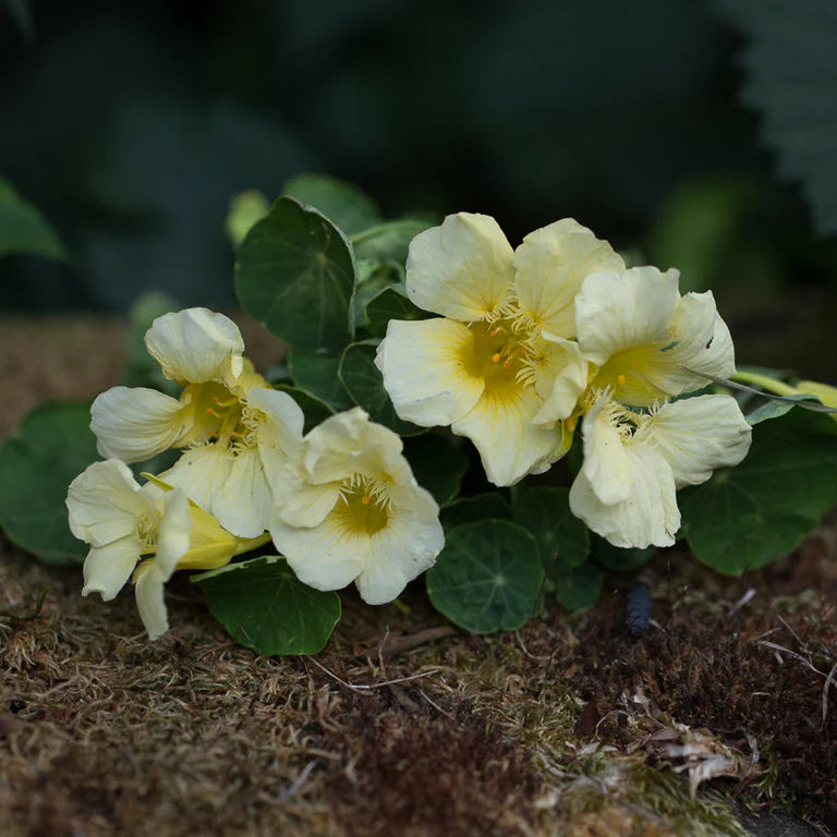 Nasturtium- Yeti Cream
