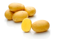 Natascha – Seed Potatoes