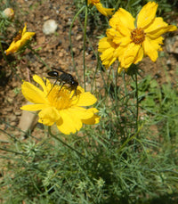 Heirloom Greenthread Seeds – Non-GMO Flower Seeds for Planting