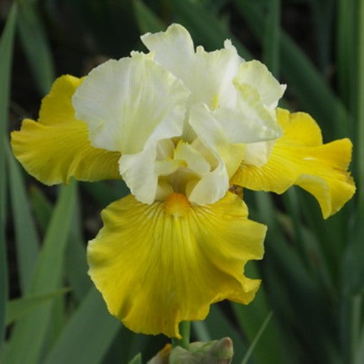 Neutron Dance Bearded Iris