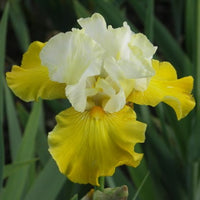 Neutron Dance Bearded Iris