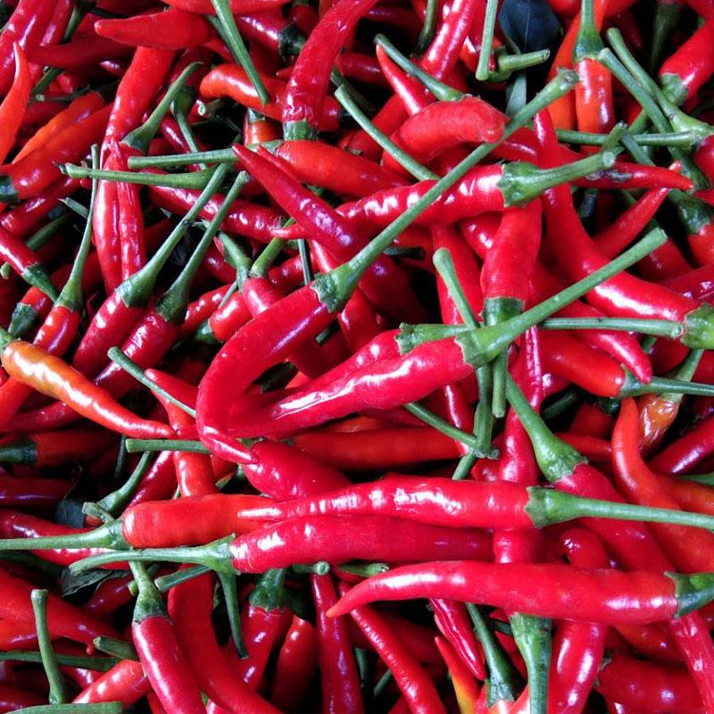 New Arrival Giant Spices Red Hot Pepper Seeds Plants Garden