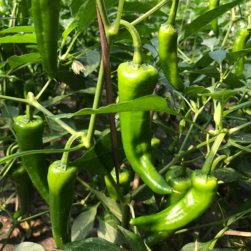 New Arrival Giant Spices Red Hot Pepper Seeds Plants Garden