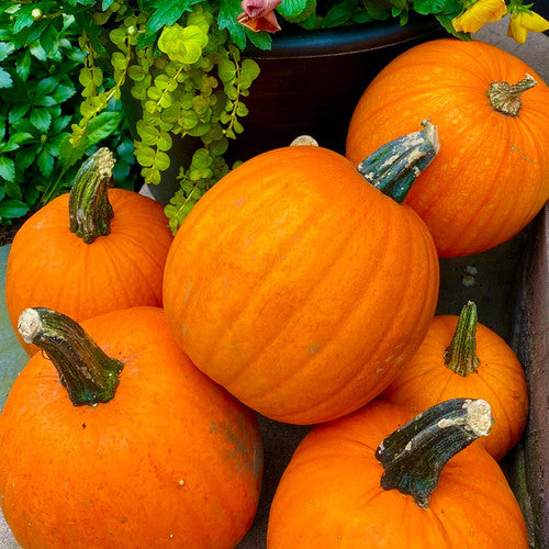 New England Pie – Organic Pumpkin Seed