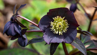 New York Night Single Hellebore