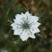 Nigella- Miss Jekyll White