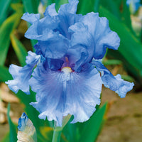 Forever Blue Dwarf Reblooming Bearded Iris Seeds