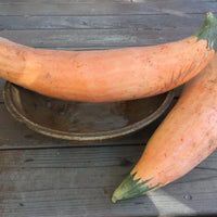 North Georgia Candy Roaster – Hubbard Squash Seed