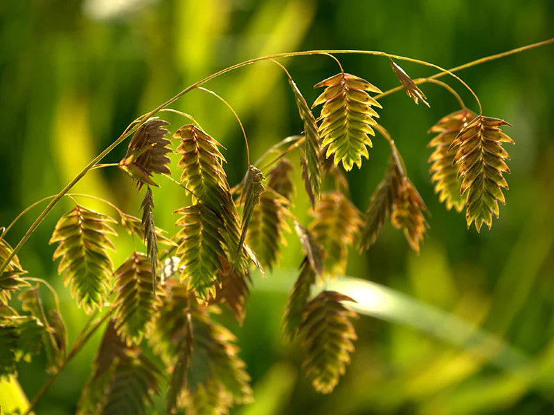 Northern Sea Oats – Organic Grass Seed