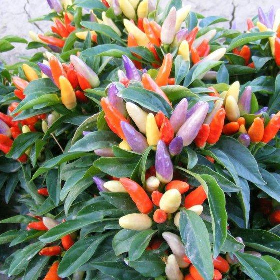 NuMex Easter Ornamental Pepper Seeds