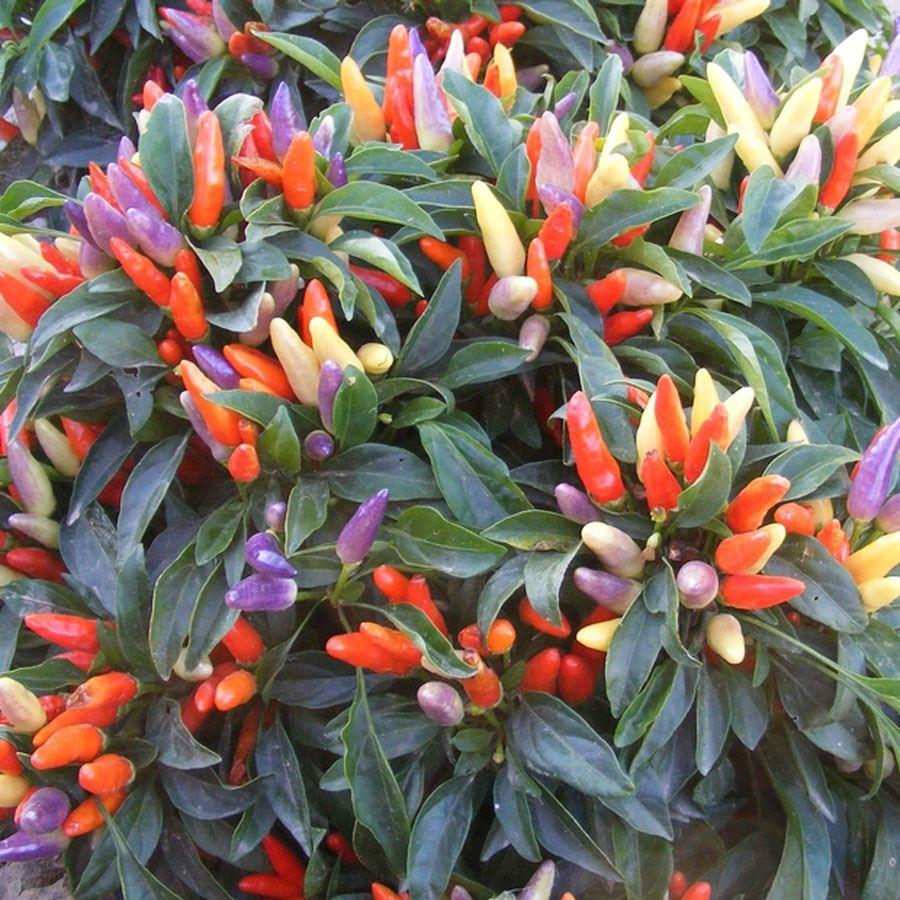 NuMex Easter Ornamental Pepper Seeds