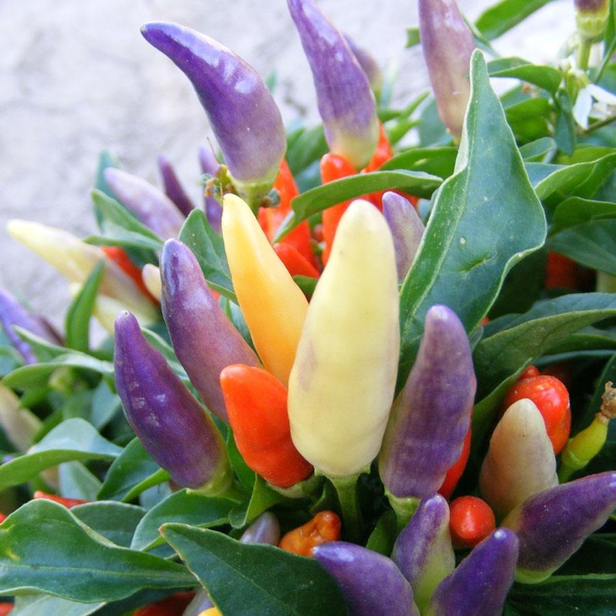 NuMex Easter Ornamental Pepper Seeds