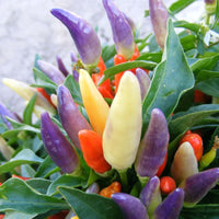 NuMex Easter Ornamental Pepper Seeds