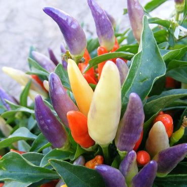NuMex Easter Ornamental Pepper Seeds