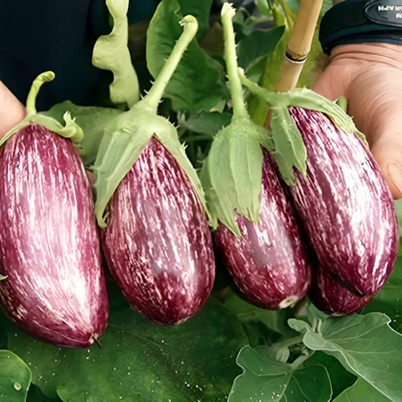 Nubia – Eggplant Seed
