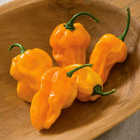 Numex Suave Orange – Habanero Pepper Seed