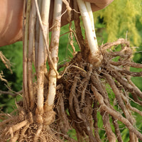 Erasmus – Purple Asparagus Crowns