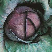 Red Express – Cabbage Seed