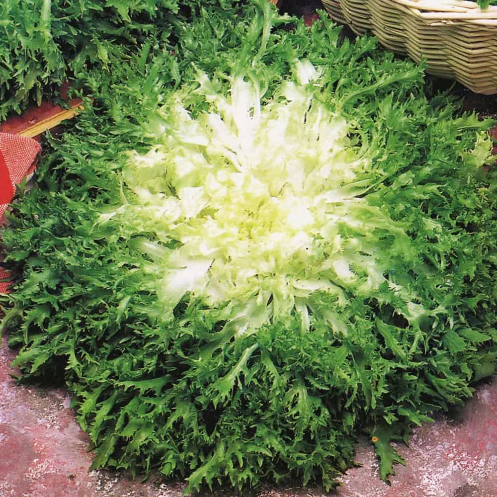 Endive- Pancalieri Fine Cut